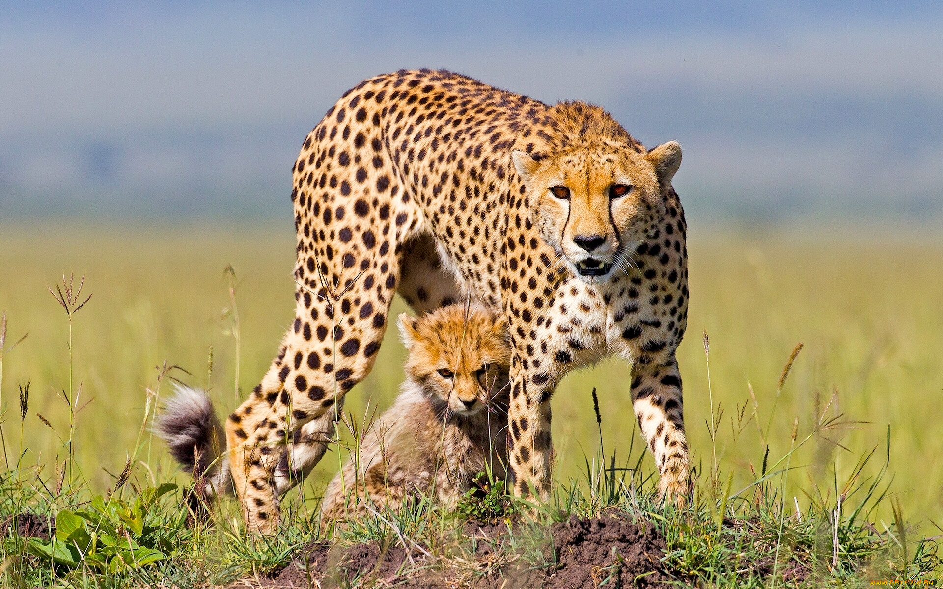 Cheetah (гепард)